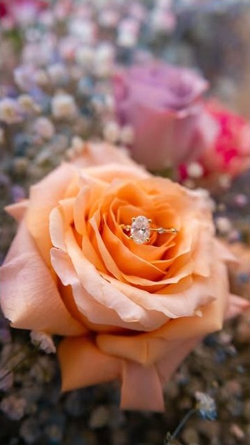 Engagement ring nestled in a peach rose